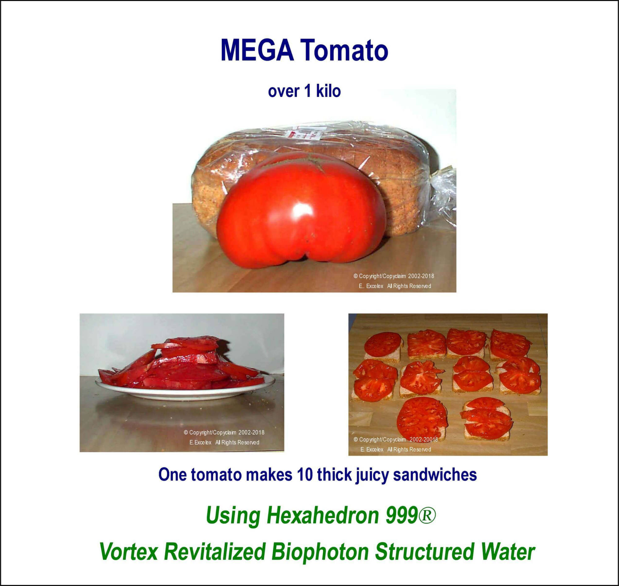 Mega Tomatos using Hexahedron 999 Vortex Revitalized Biophoton Structured Water