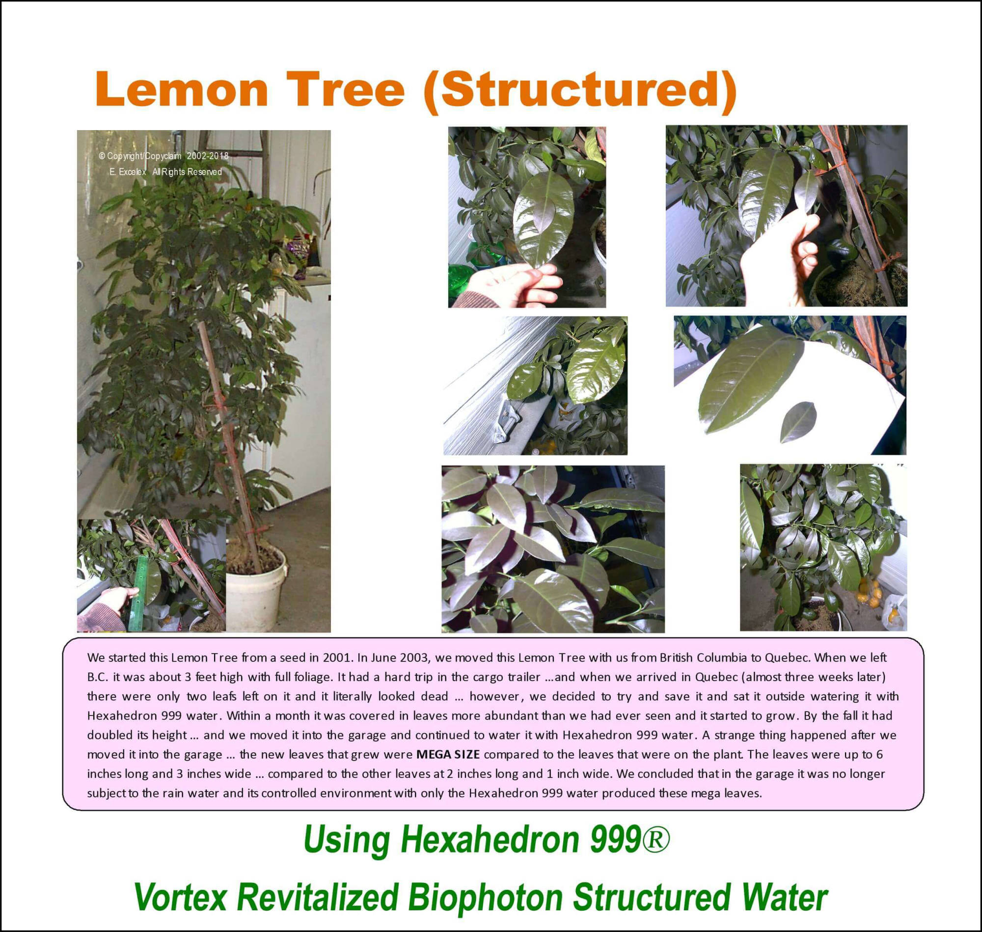 Lemon Tree using Hexahedron 999 Vortex Revitalized Biophoton Structured Water