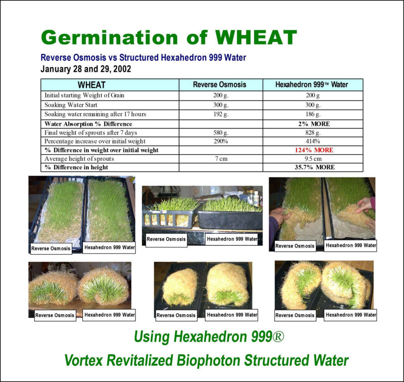 Germination of Wheat using Hexahedron 999 Vortex Revitalized Biophoton Water
