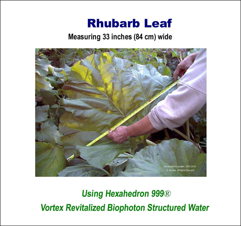 Rhubarb Leaf using Hexahedron 999 Vortex Revitalized Structured Biophoton Water