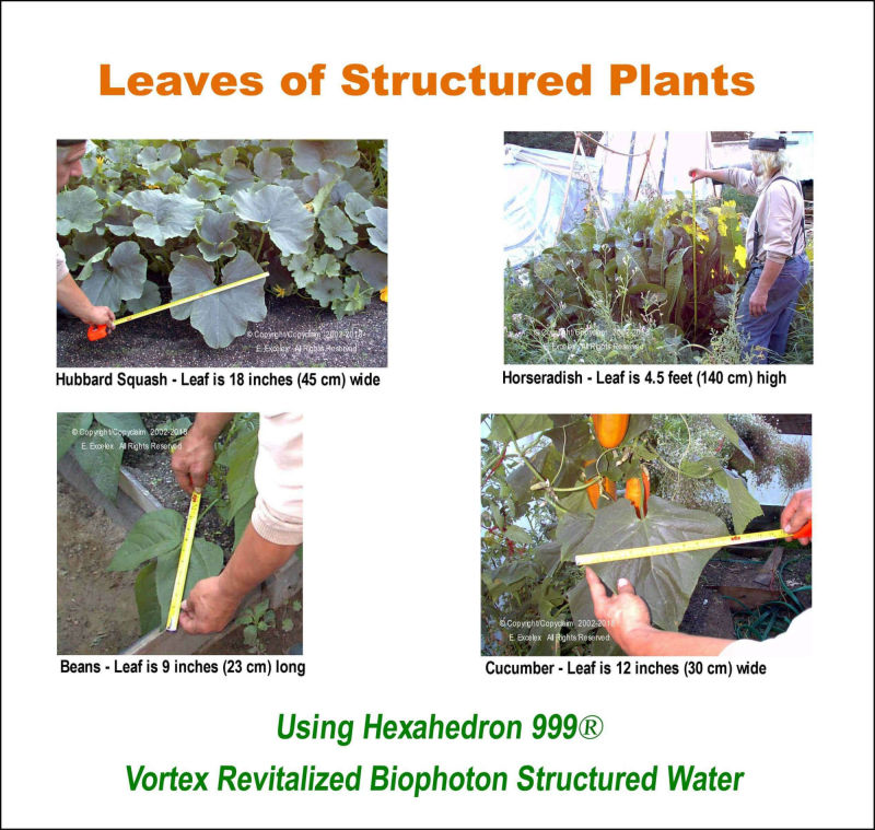 Leaves of Structured Plants using Hexahedron 999 Vortex Revitalized Water