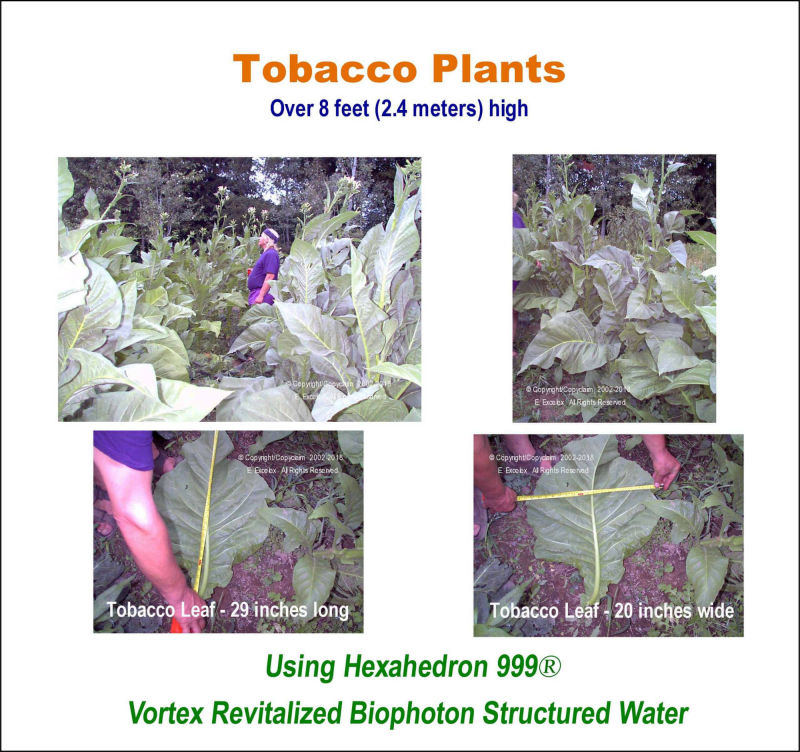 Tobacco Plant using Hexahedron 999 Vortex Revitalized Biophoton Structured Water