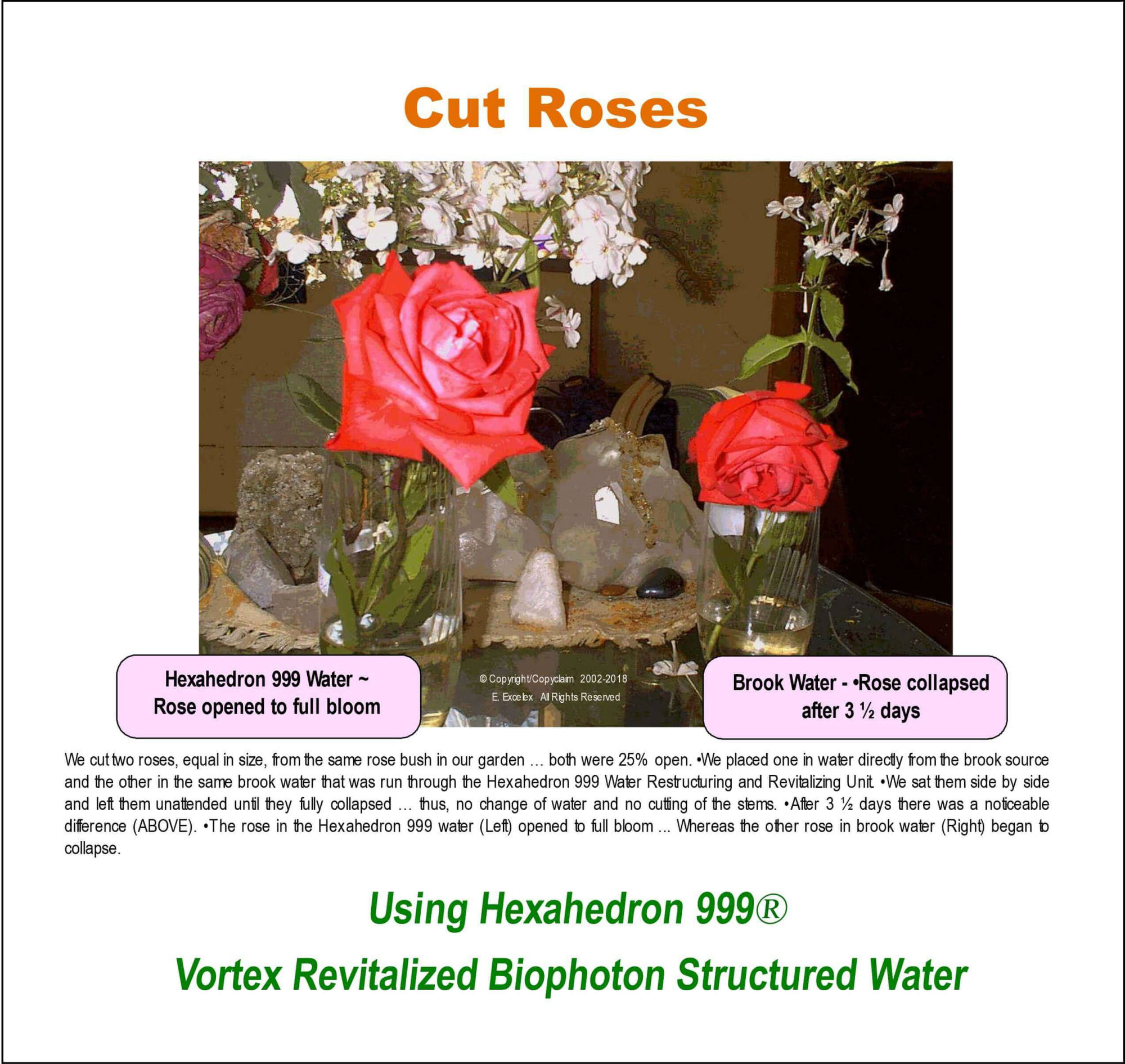 Cut Roses using Hexahedron 999 Vortex Revitalized Structured Biophoton Water