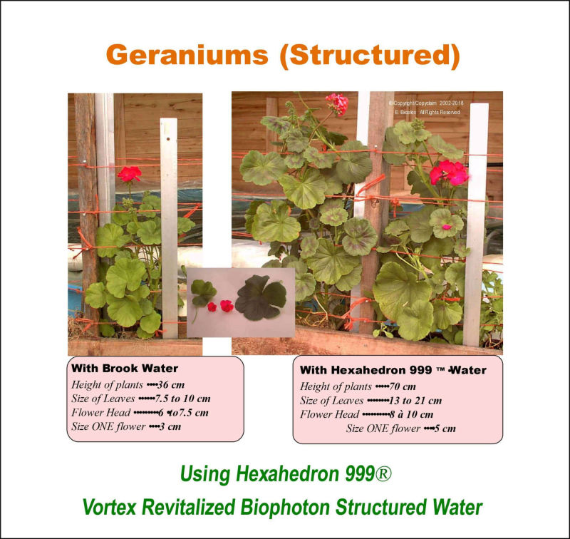 Geraniums using Hexahedron 999 Vortex Revitalized Structured Biophoton Water