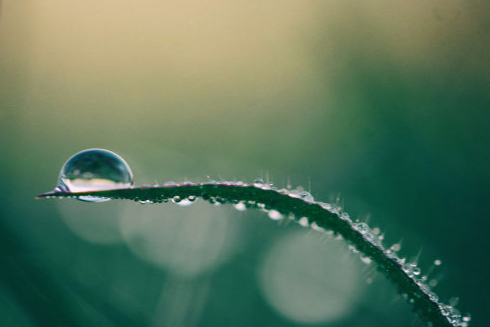 Augmentation de la capillarité et de l’hydratation des plantes - Avantages de l’eau vortex revitalisée