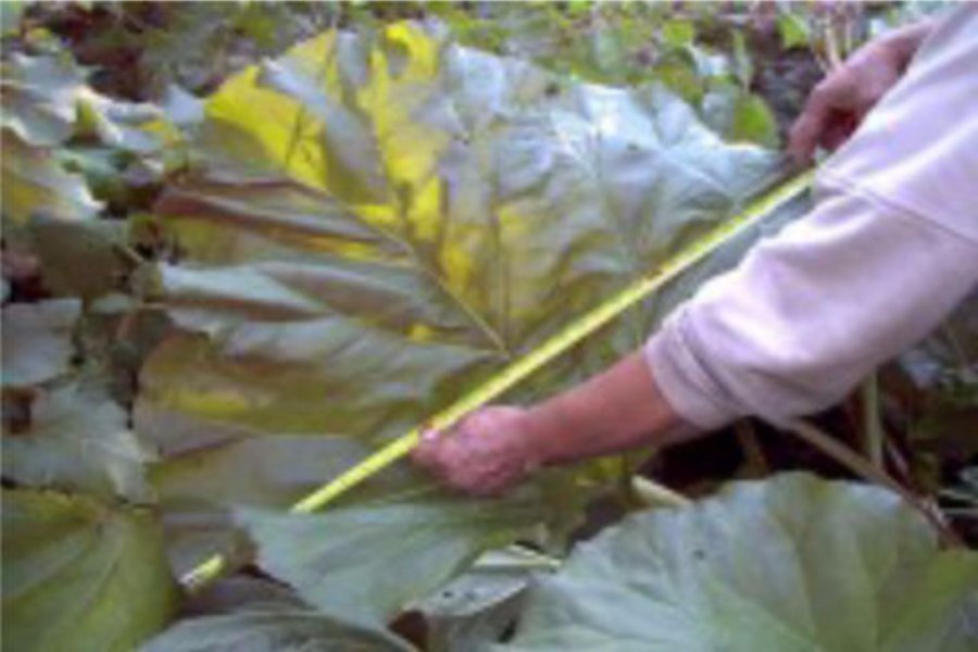 Galerie de photos de la croissance des plantes - Hexahedron 999