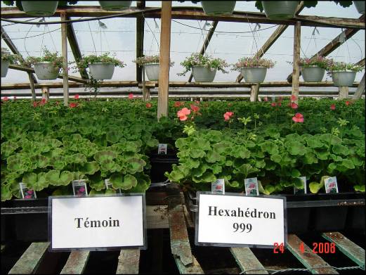 Photo de la croissance des plants de géranium à l'aide de l'unité d'eau structurée Vortex - Hexahedron 999