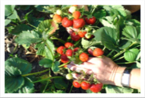 Recherche sur les plants de fraises utilisant Hexahedron 999 - l’eau biophoton structuree