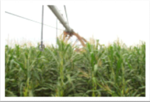 Recherche sur l'ensilage de maïs à l'aide de la technologie de l'eau vortex Hexahedron 999