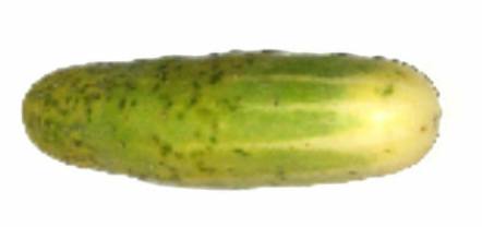 Concombre âgé de trois mois - utilisant de l'eau vortex revitalisée Hexahedron 999