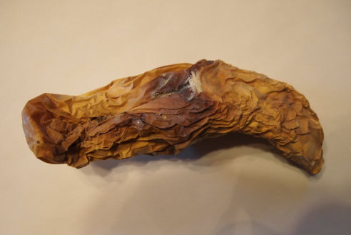 Concombre séché en utilisant l’unité Hexahedron 999 pour d’eau biophoton