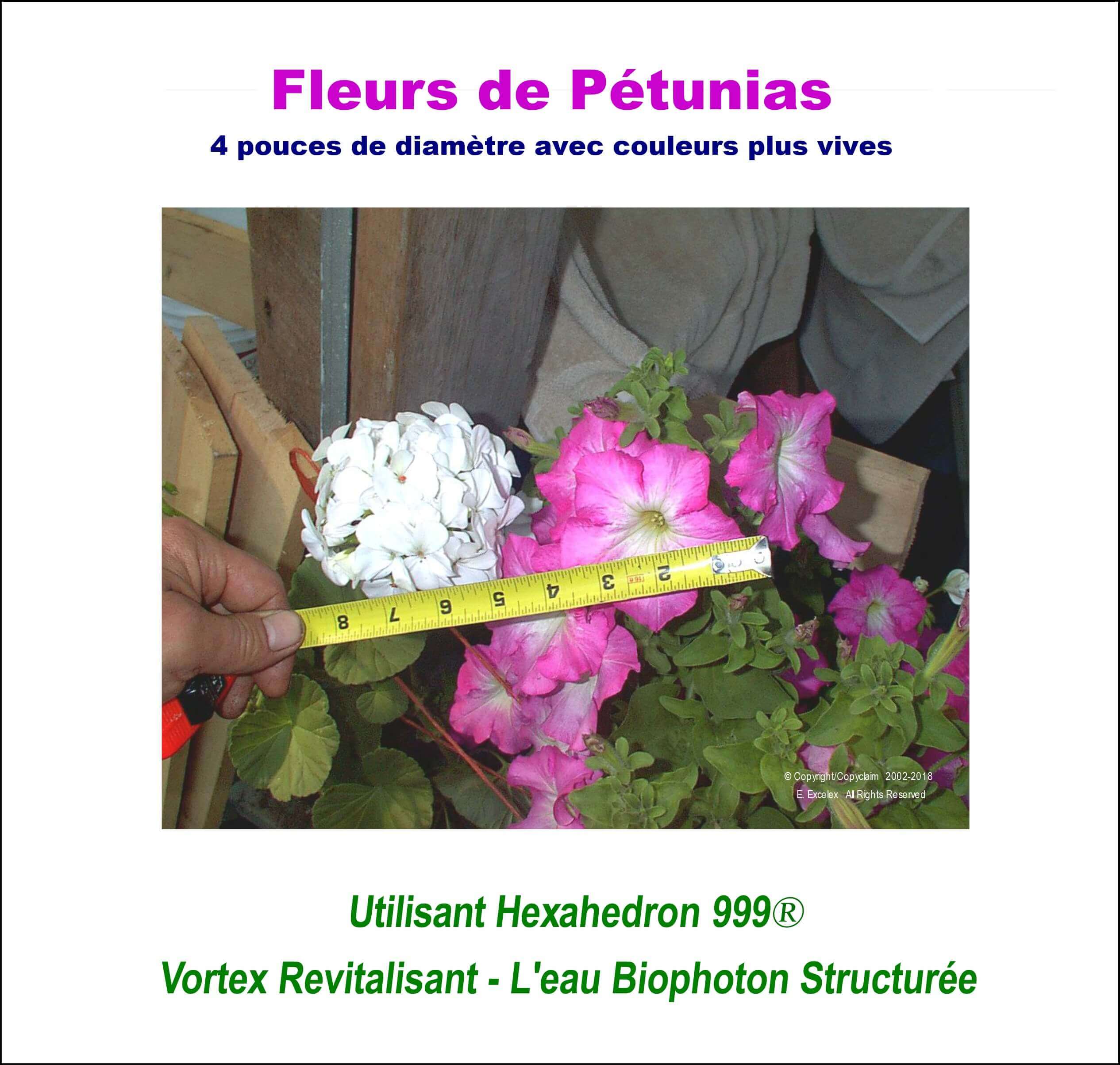 Fleurs de Pétunias - Utilisant unité eau structurée Hexahedron 999