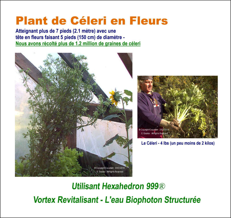 Plant de céleri en fleurs - Utilisant unité eau structurée Hexahedron 999
