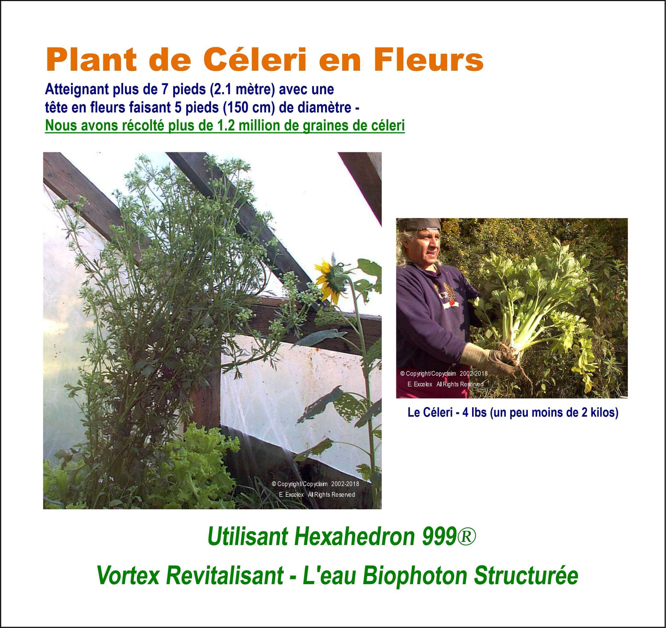 Plant de céleri en fleurs - Utilisant unité eau structurée Hexahedron 999