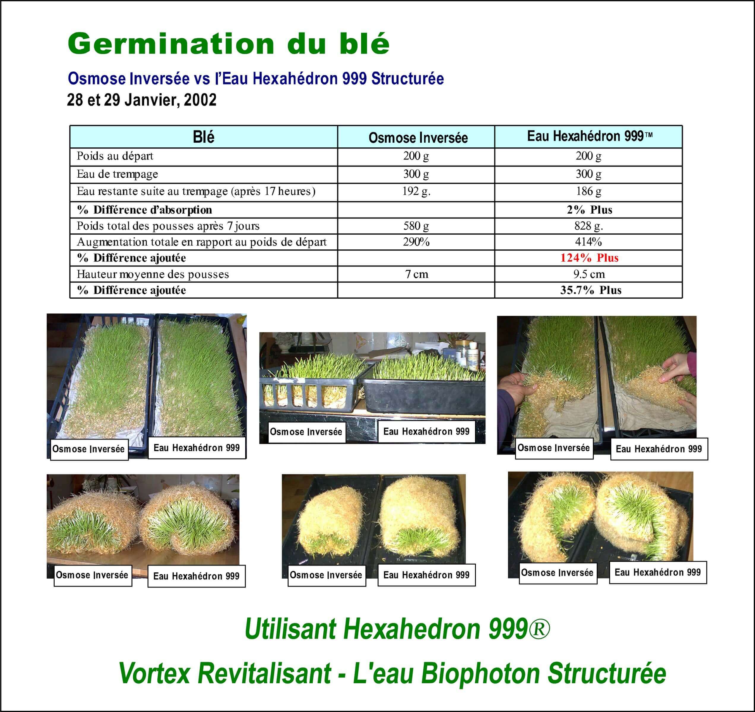 Germination de blé - Utilisant unité eau structurée Hexahedron 999