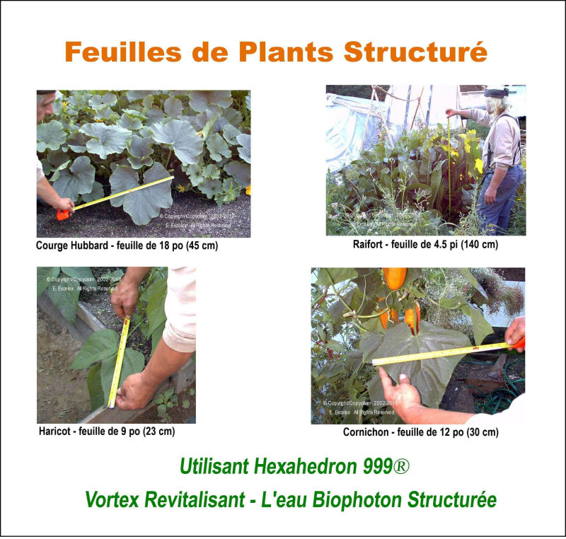 Feuilles de plants structurés - Utilisant unité eau structurée Hexahedron 999