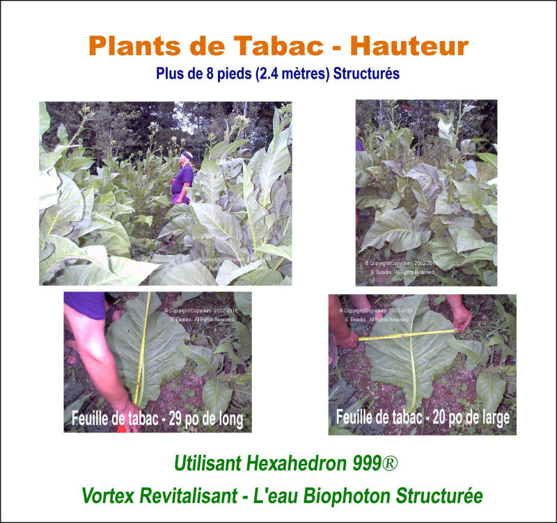 Plants de Tabac - Utilisant unité eau structurée Hexahedron 999