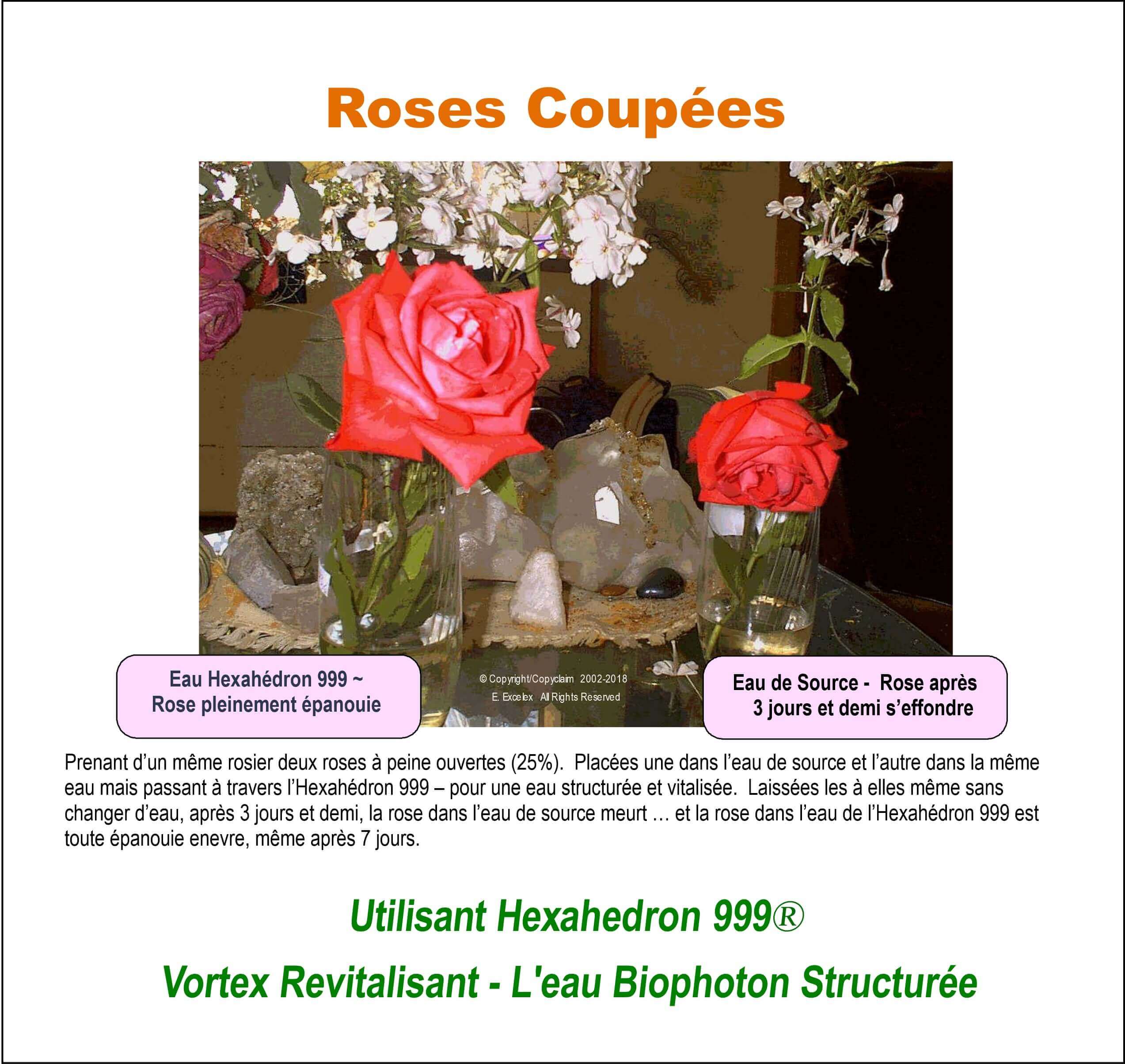 Roses coupées - Utilisant unité eau structurée Hexahedron 999
