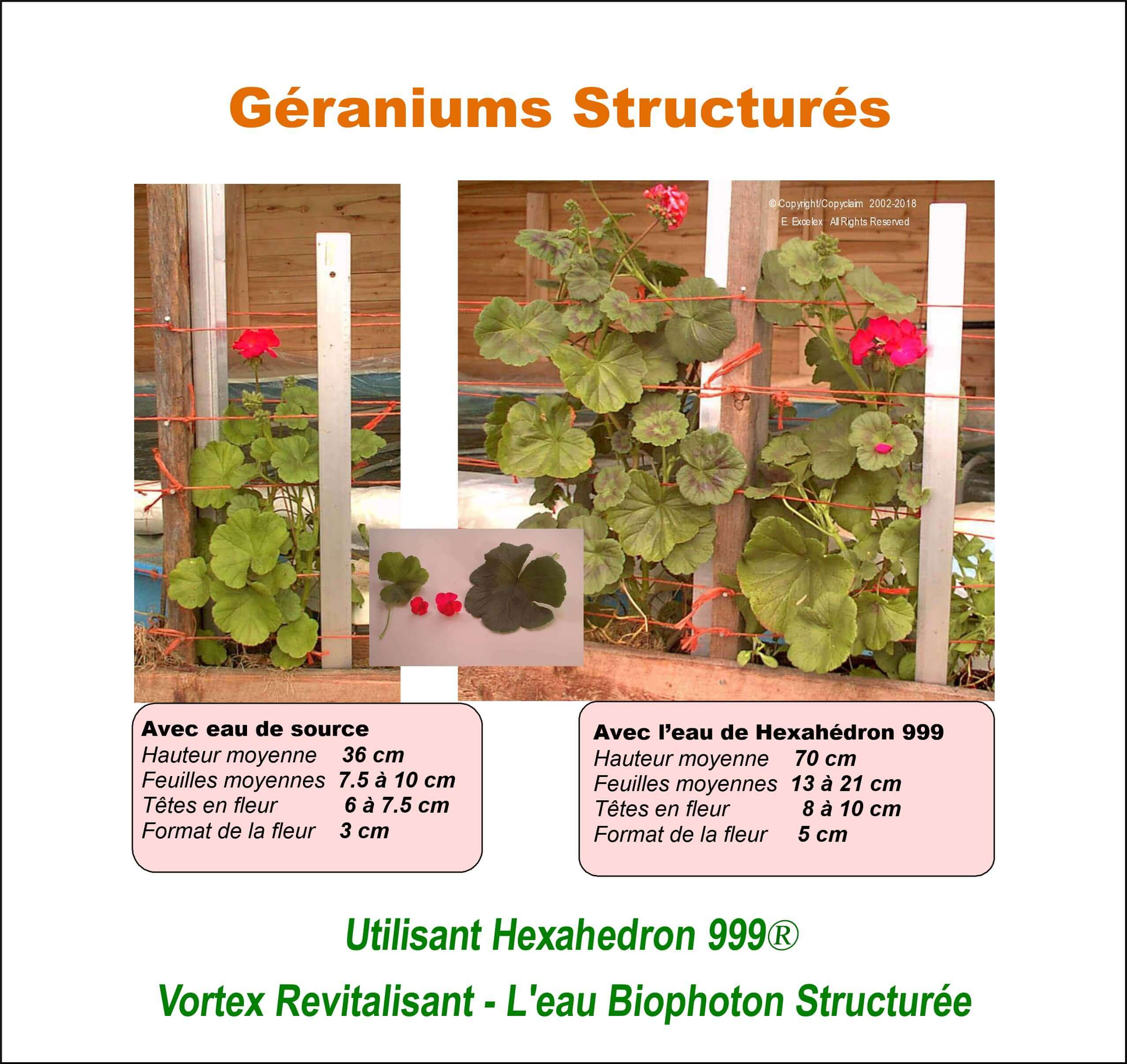 Géraniums structurés - Utilisant unité eau structurée Hexahedron 999